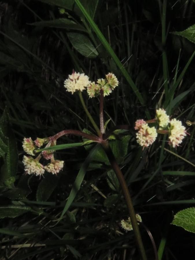 Sanicula europaea flower