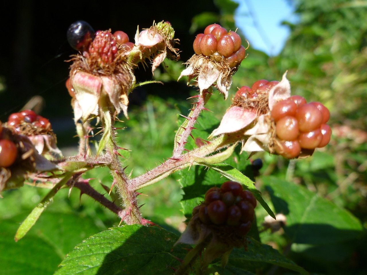Rubus fissipetalus fruit