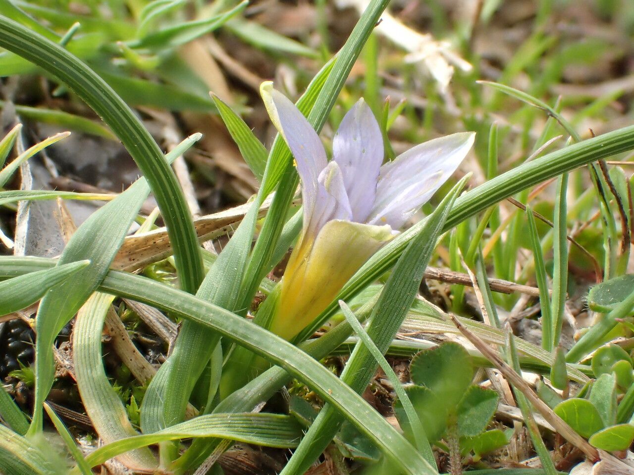 Romulea ramiflora flower