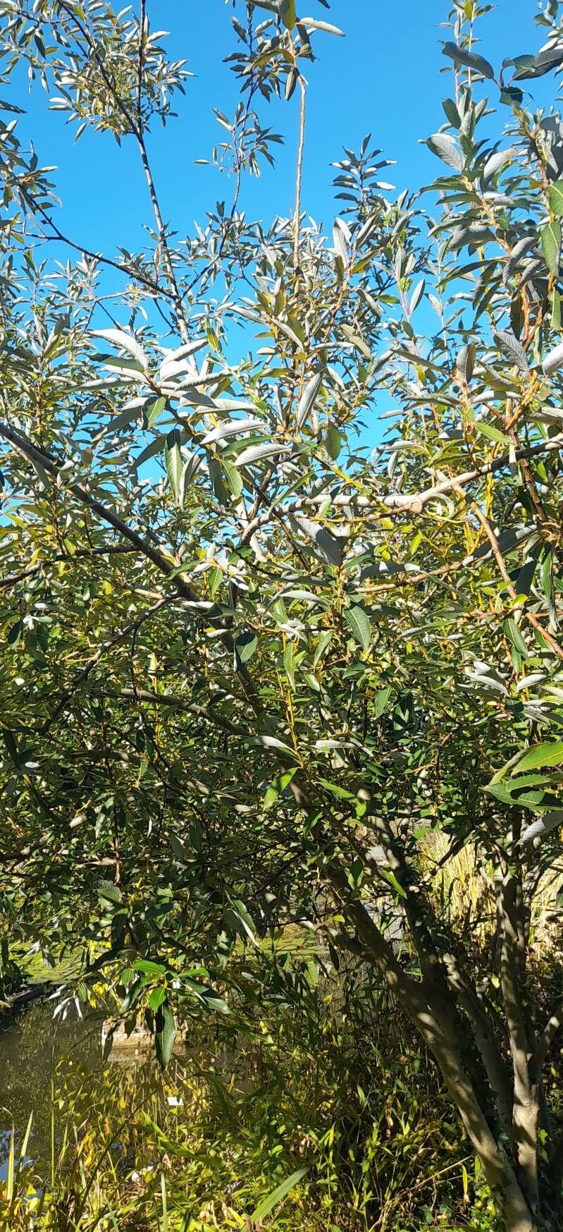 Salix disperma habit