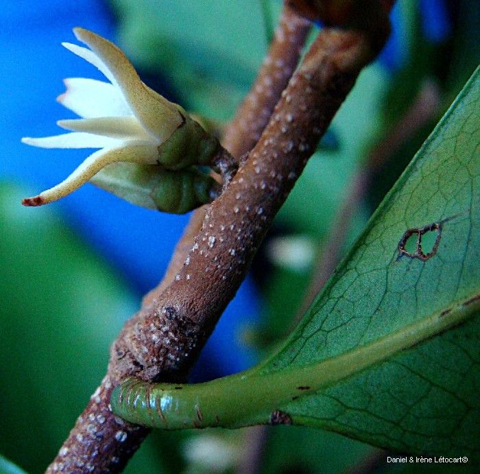 Xylopia vieillardii bark