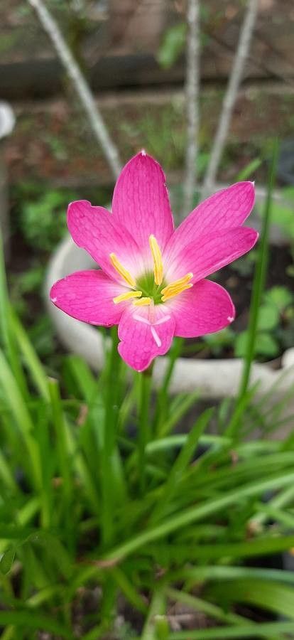 Zephyranthes rosea flower