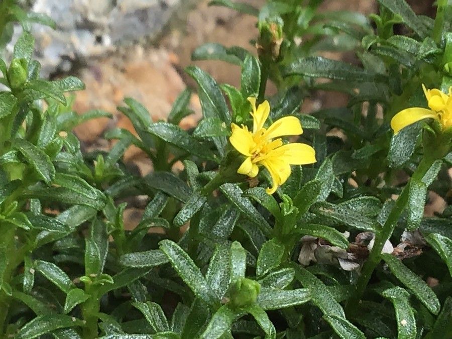 Gutierrezia spathulata flower