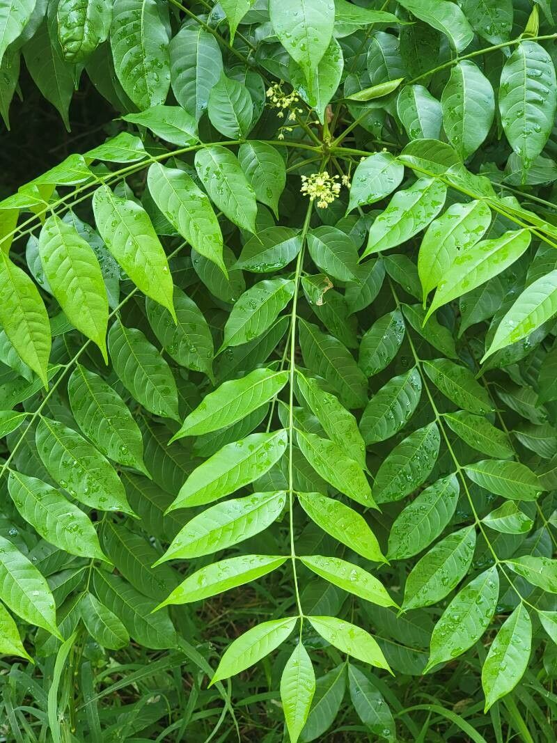 Trichilia hirta — houseplant care guide