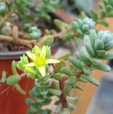 Sedum oaxacanum — houseplant care guide