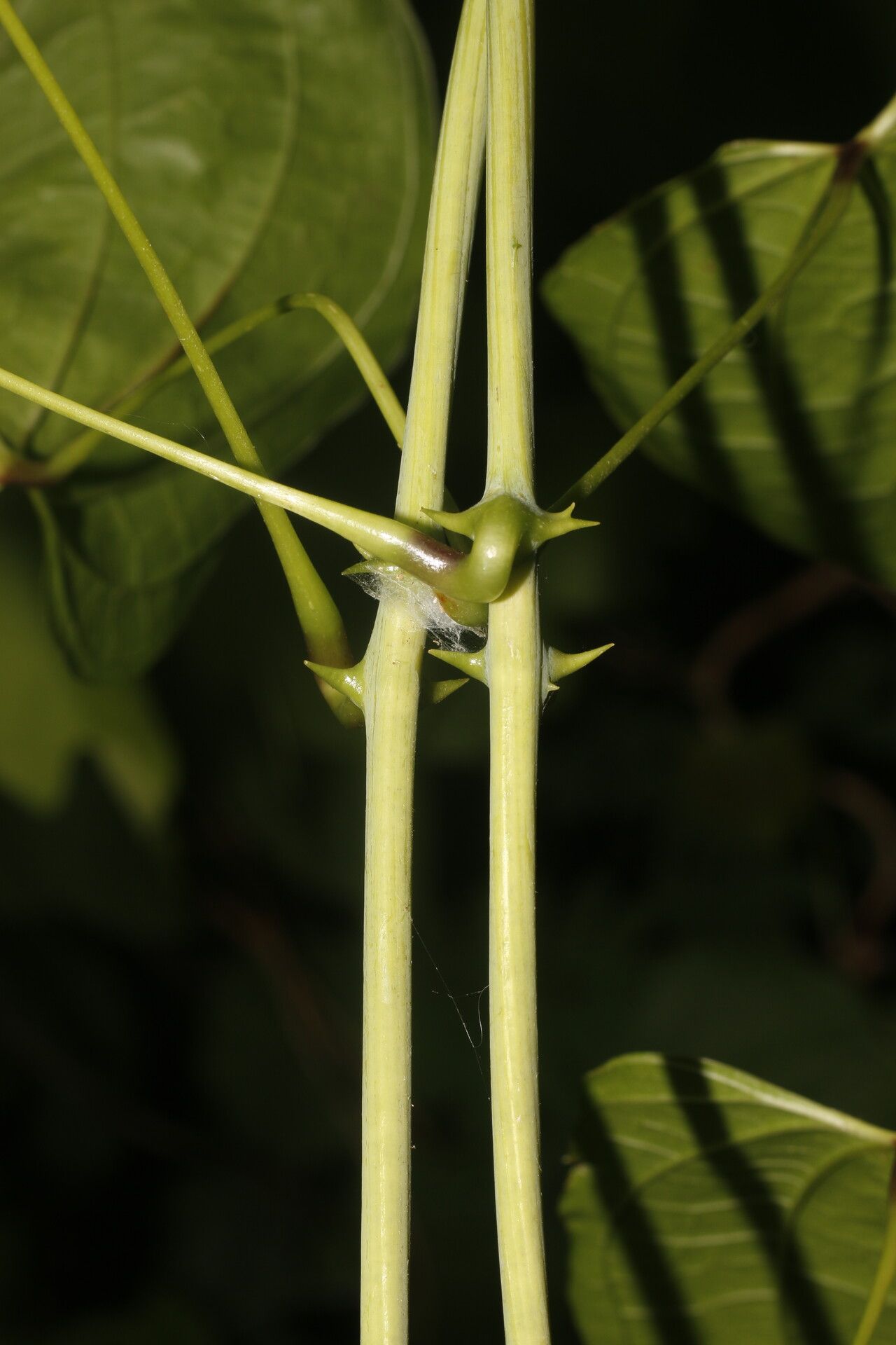 Dioscorea urophylla bark