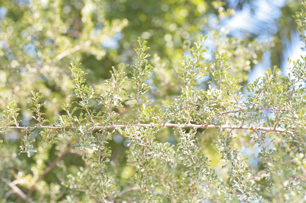Searsia undulata habit