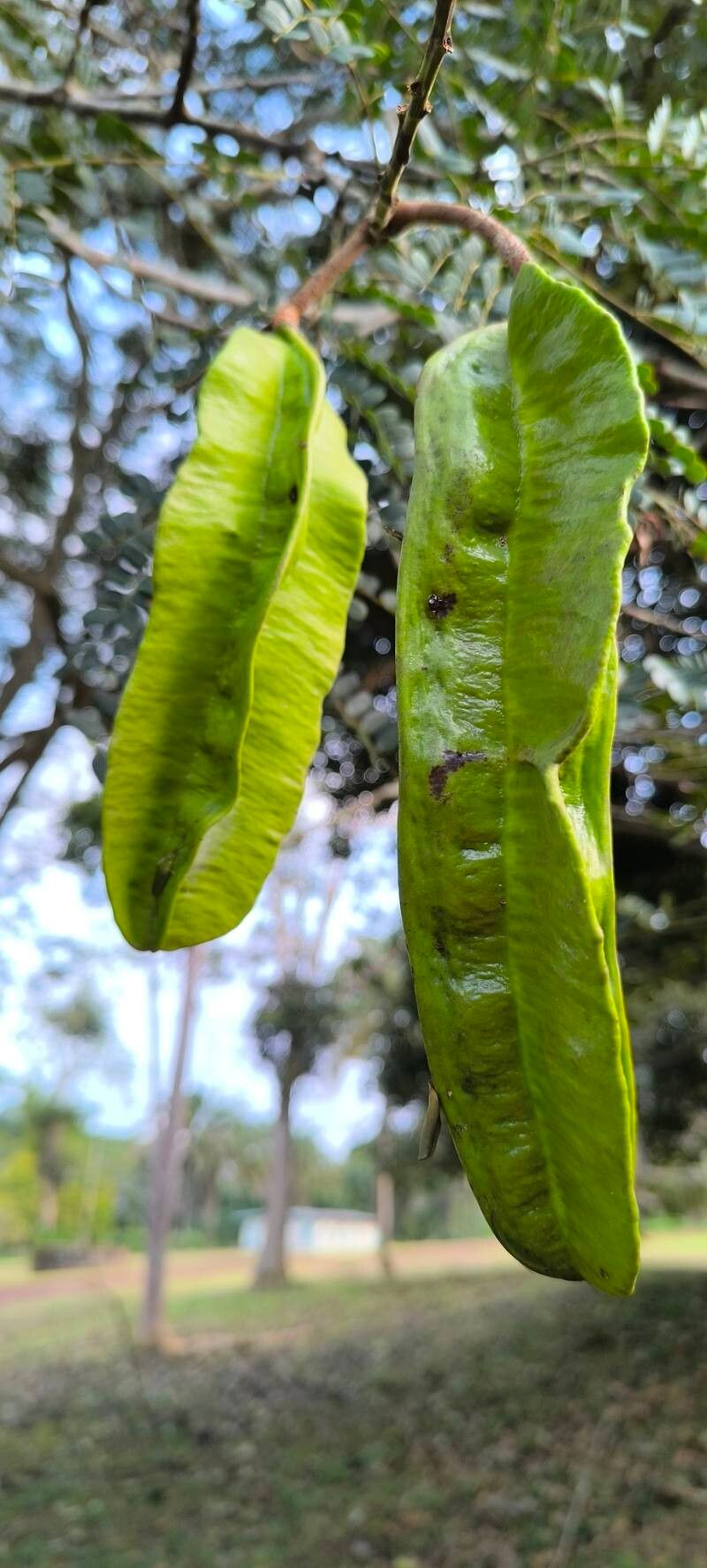 Tetrapleura tetraptera fruit