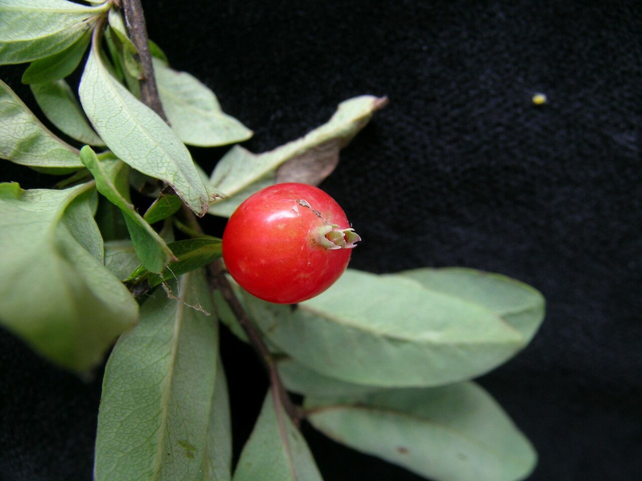 Lonicera angustifolia fruit