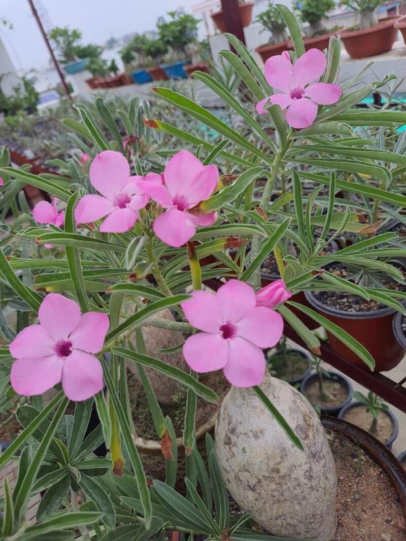 Adenium swazicum flower