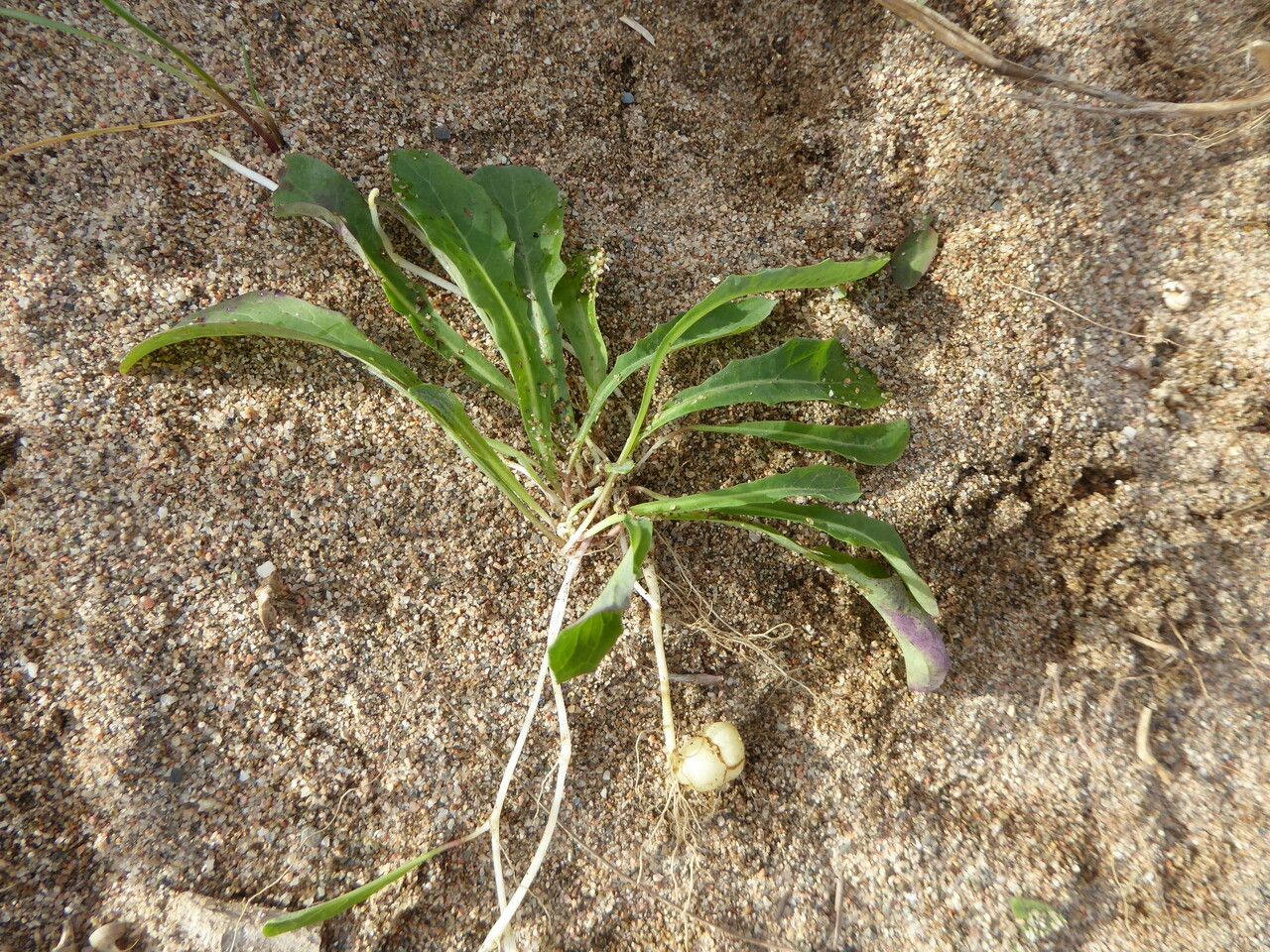 Sonchus bulbosus bark