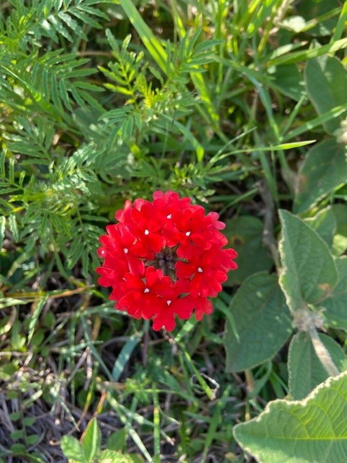 Glandularia peruviana flower