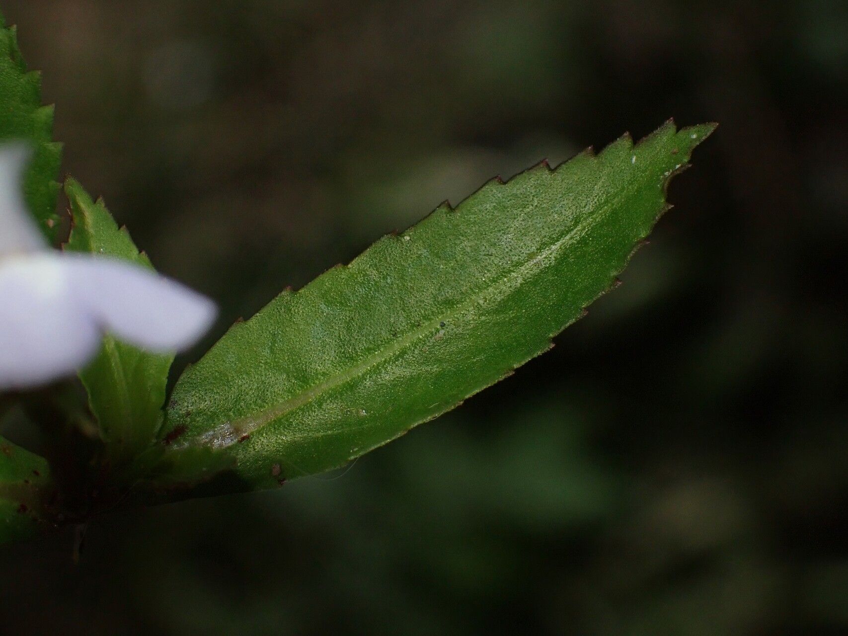 Bonnaya antipoda leaf