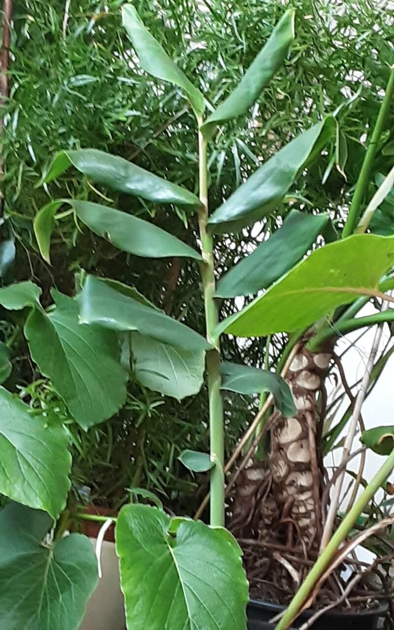 Hedychium gardnerianum