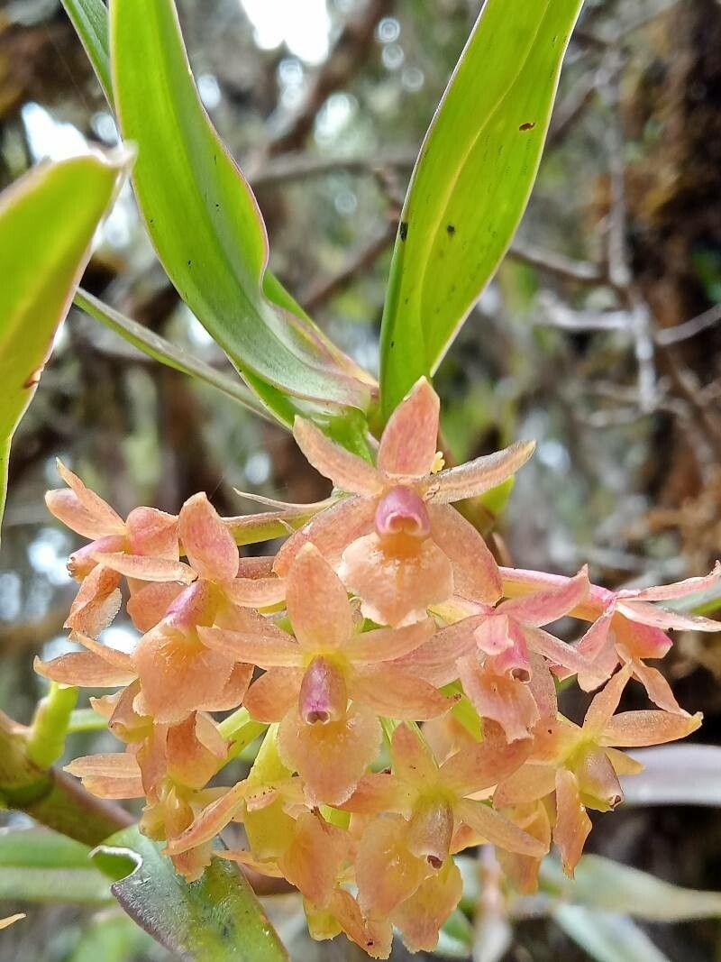 Epidendrum oxysepalum flower