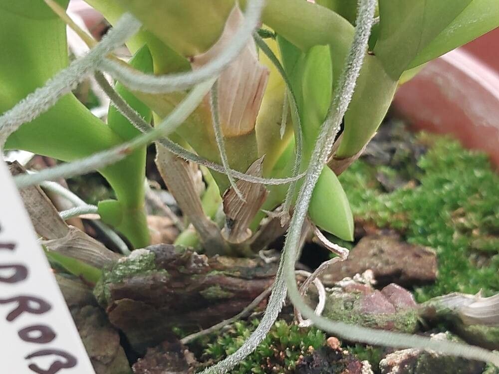 Dendrobium leonis bark