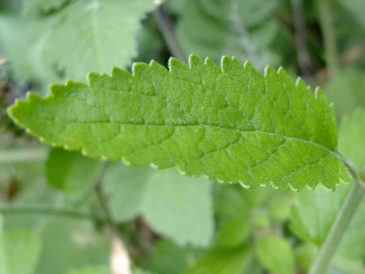 Veronica bachofenii leaf