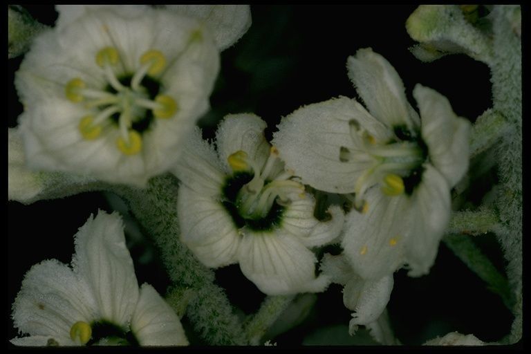 Veratrum insolitum — related species from the same genus