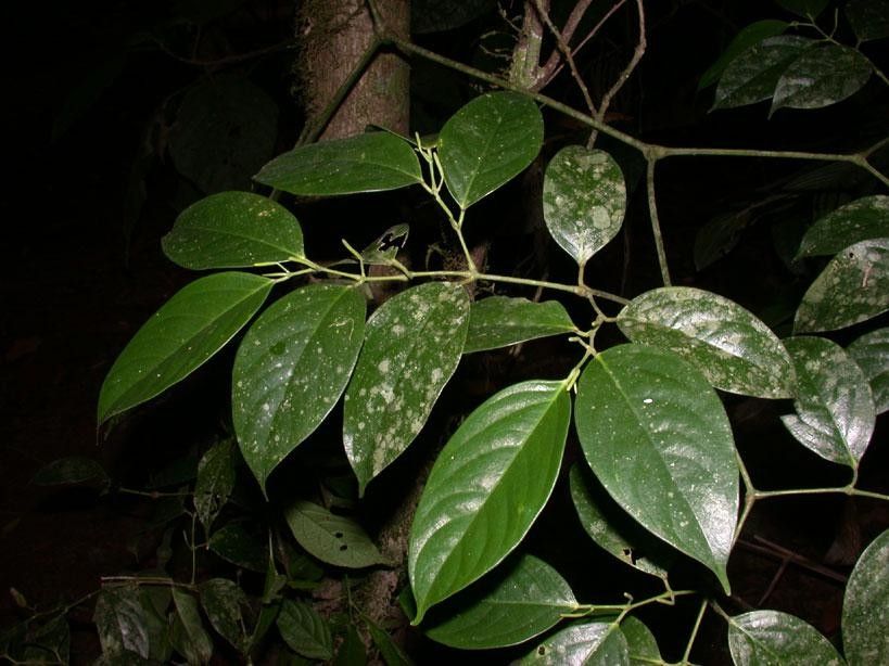 Piper urophyllum other