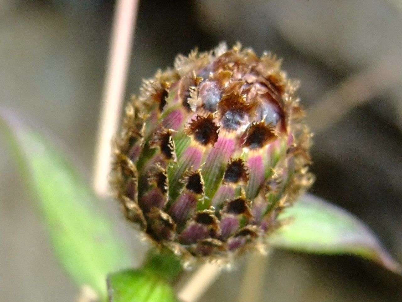Centaurea nigrescens fruit