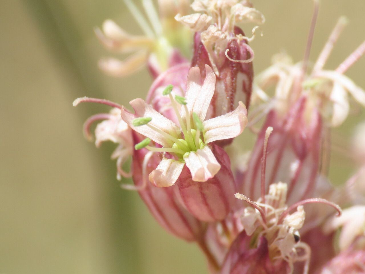Silene roemeri flower