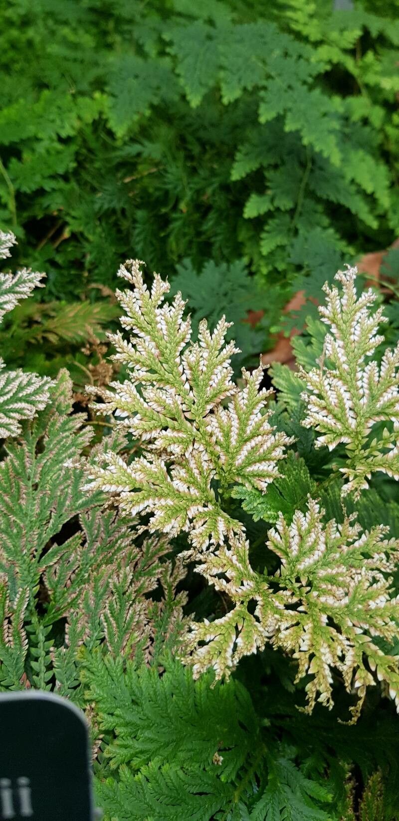 Selaginella vogelii leaf