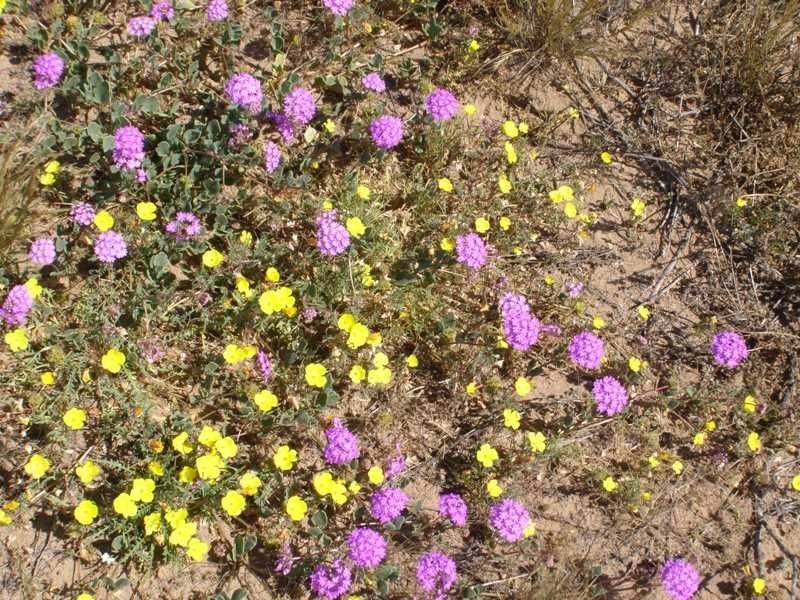 Abronia gracilis habit