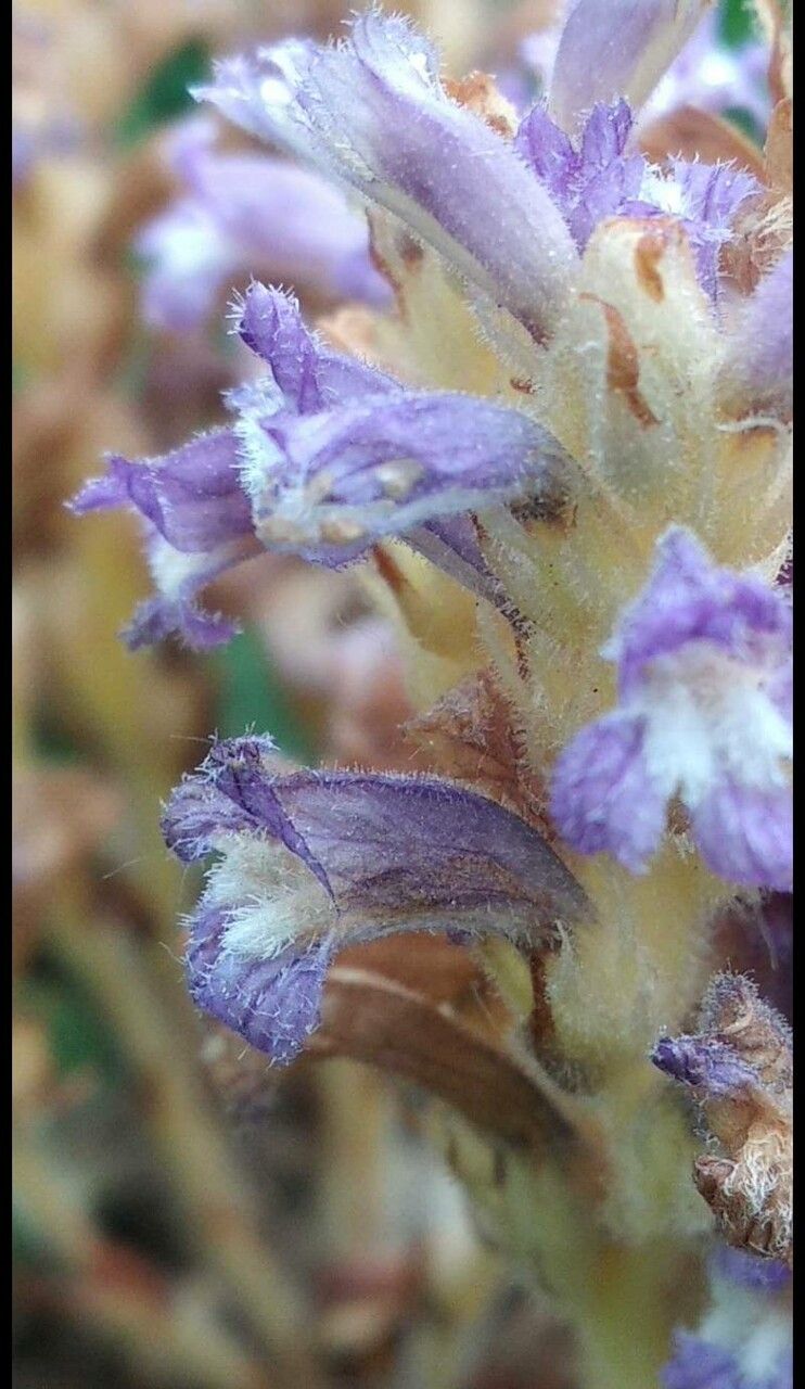 Orobanche resedarum flower