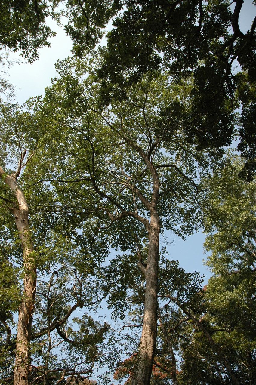 Adina cordifolia habit