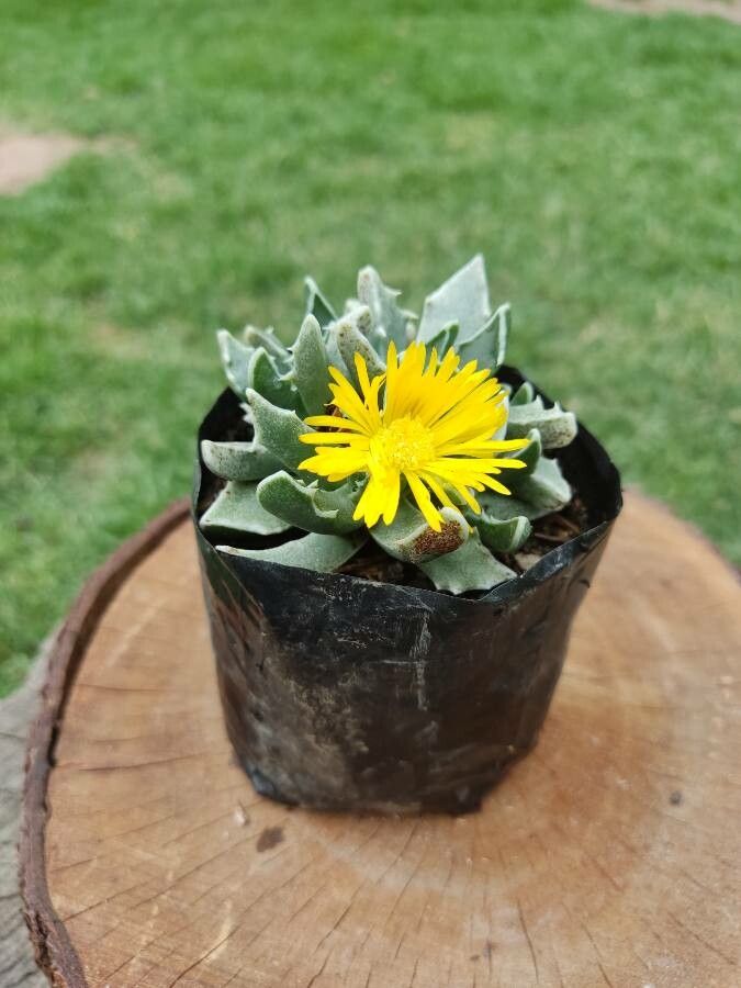Faucaria bosscheana flower