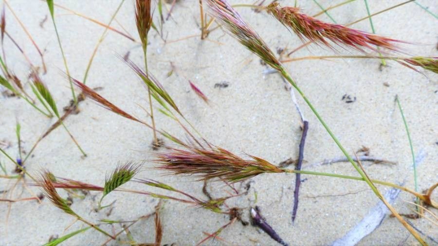 Vulpia fasciculata flower