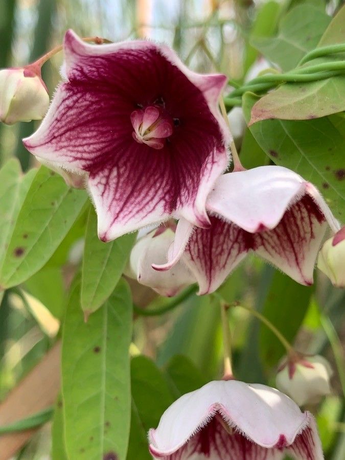 Oxystelma esculentum flower