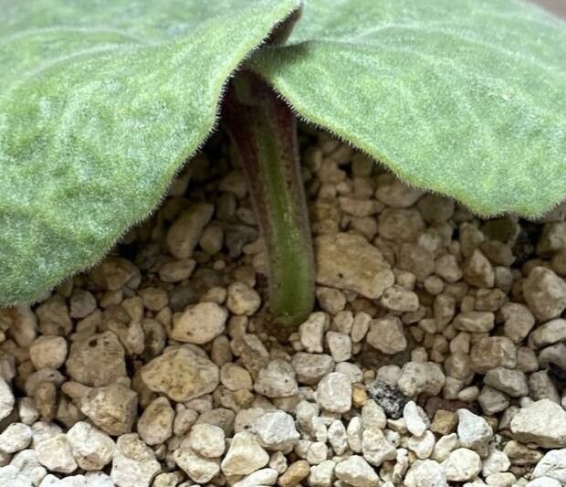 Tylecodon singularis bark