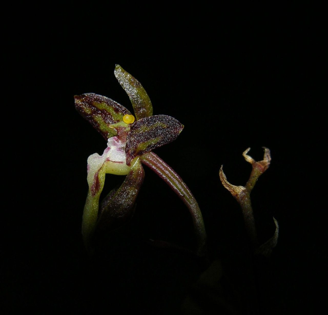 Leochilus labiatus — houseplant care guide