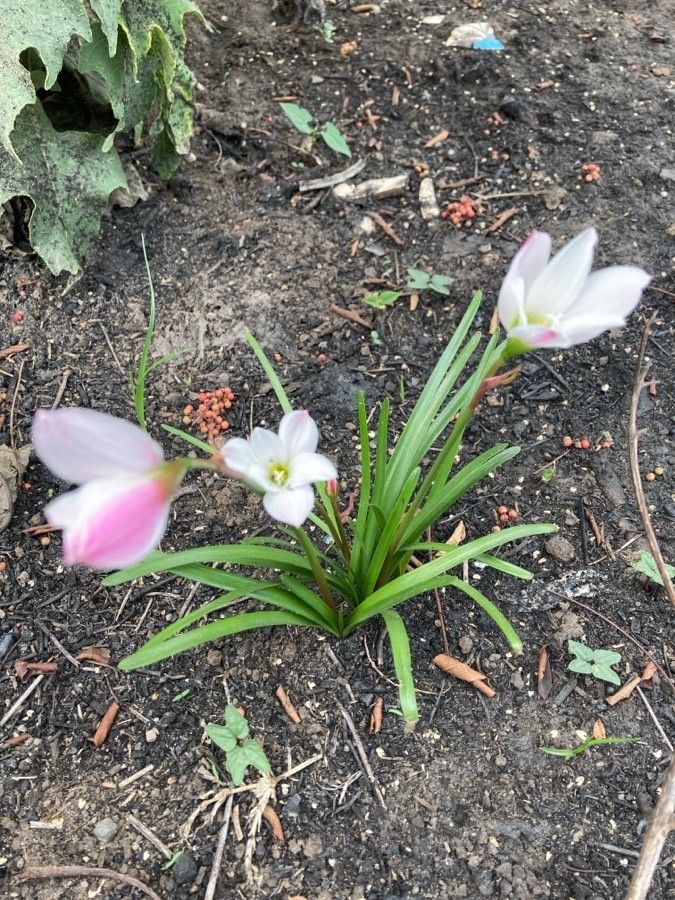 Zephyranthes minuta flower