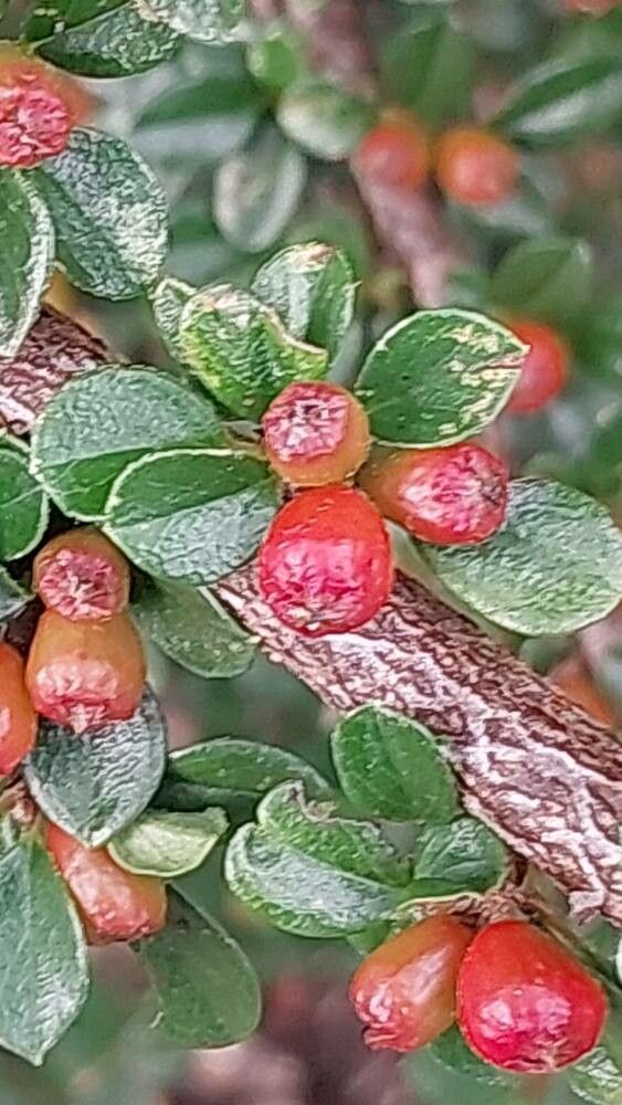 Sorbaria tomentosa fruit