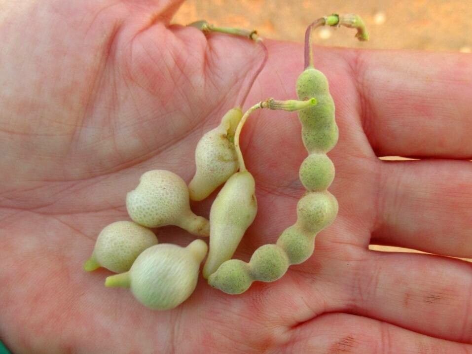 Maerua crassifolia fruit