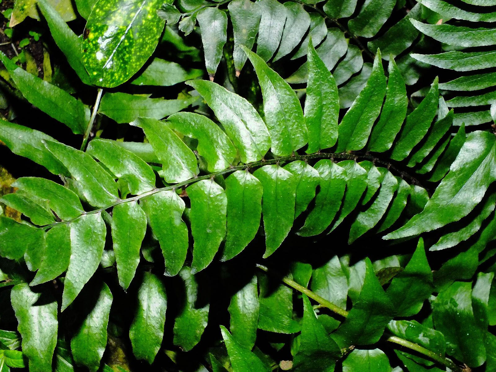 Cyrtomium fortunei — related species from the same genus