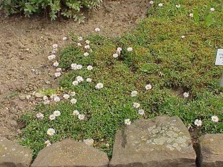 Erigeron grandiflorus — search result for 'Erigeron'