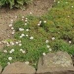 Erigeron grandiflorus