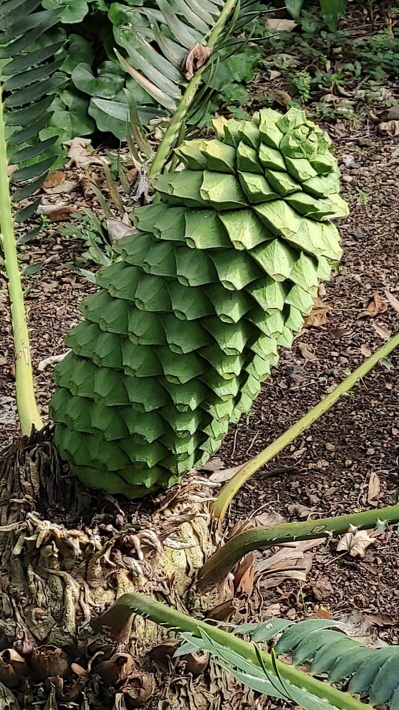 Encephalartos manikensis fruit