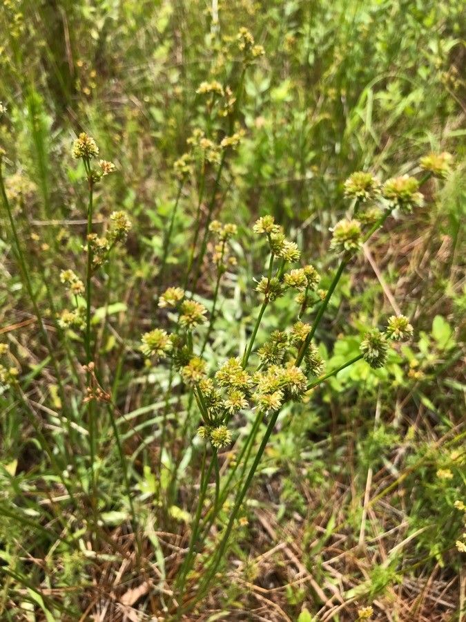 Juncus scirpoides flower