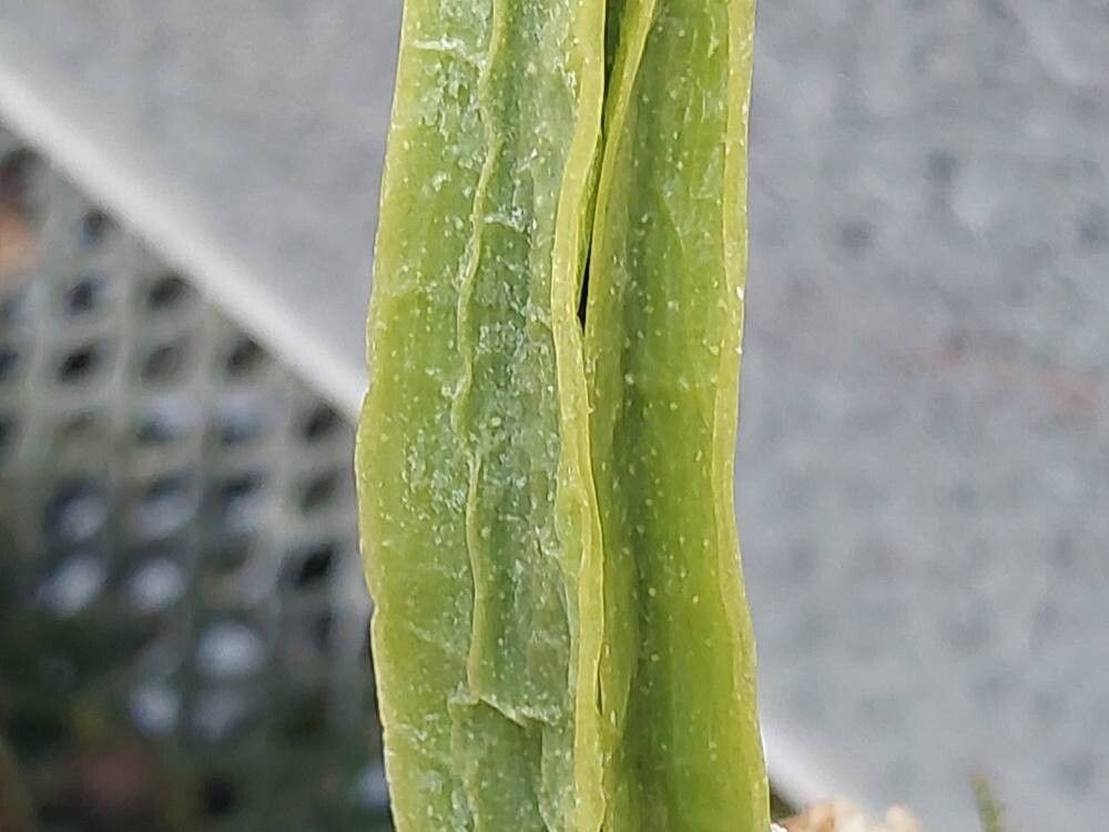 Coelogyne lentiginosa leaf