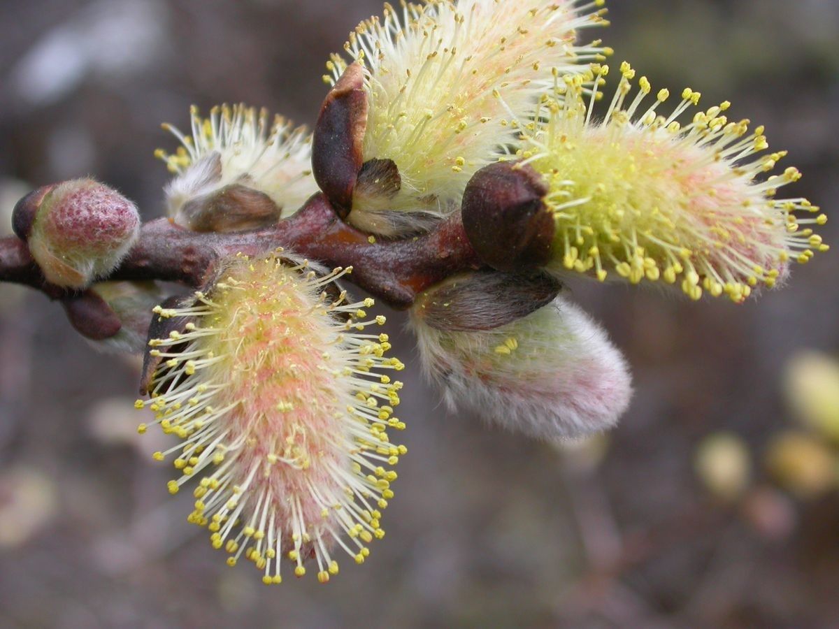 Salix sikkimensis flower
