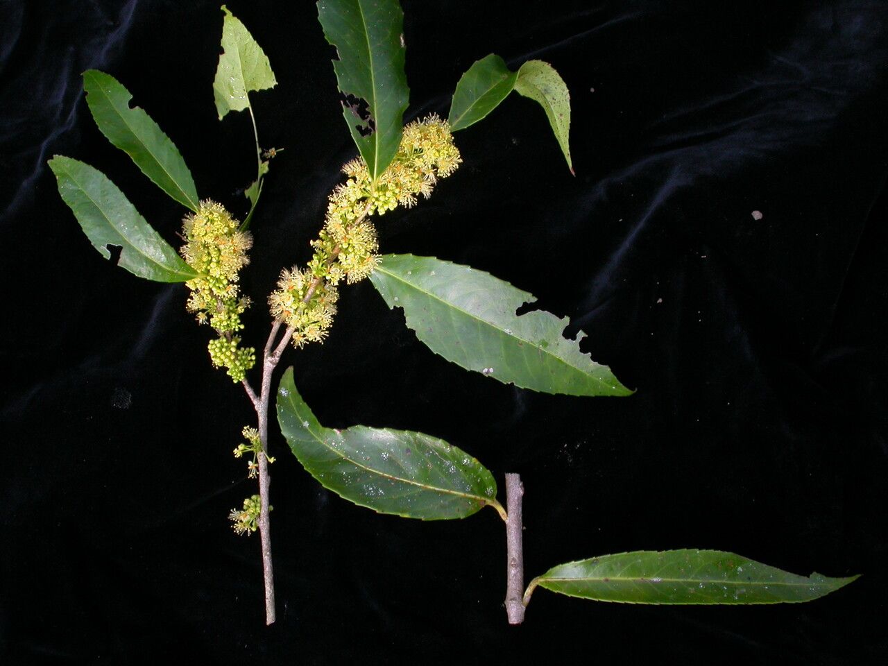 Xylosma longifolia habit