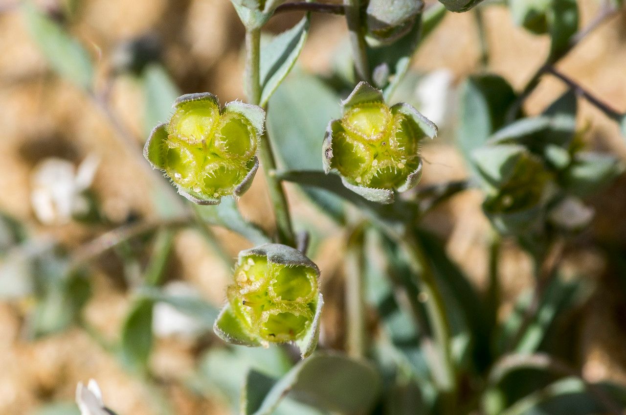 Omphalodes littoralis fruit