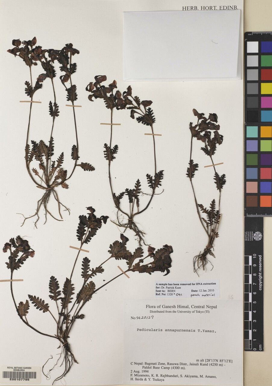 Pedicularis porrecta other