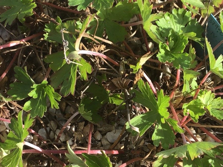 Geranium berteroanum — houseplant care guide