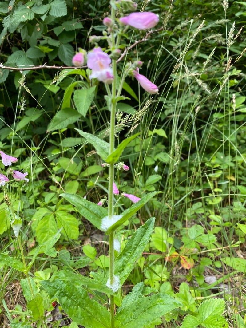 Penstemon canescens leaf