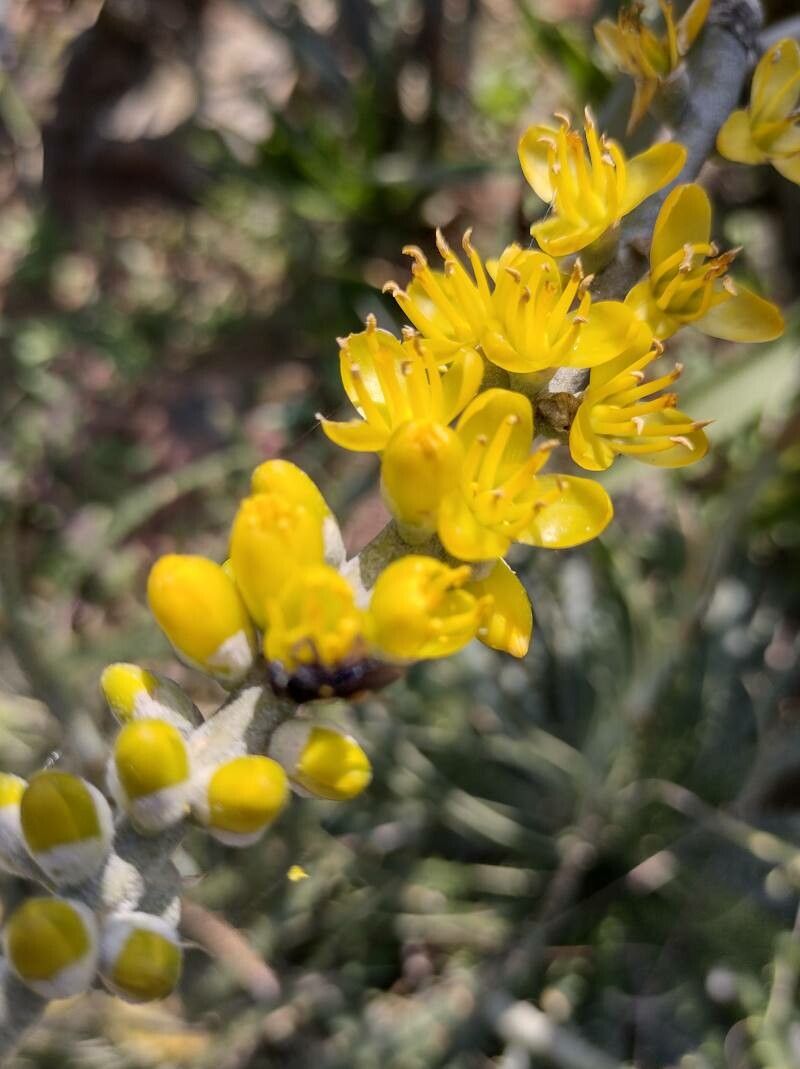 Dyckia encholirioides flower